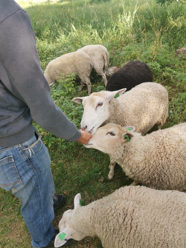 visitors feed sheep at Carven Hills
