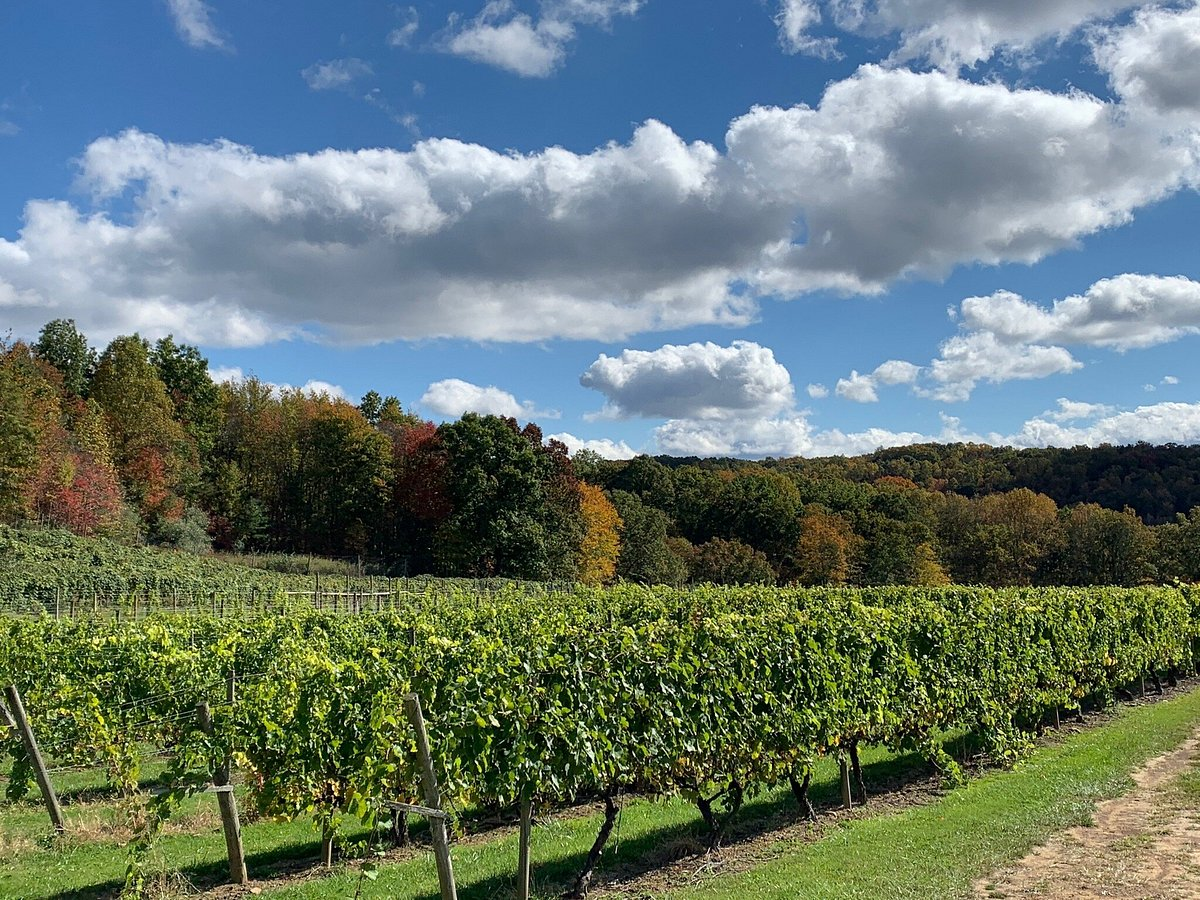 Virginia wine trail event in autumn – vineyard rows turning gold under fall sky