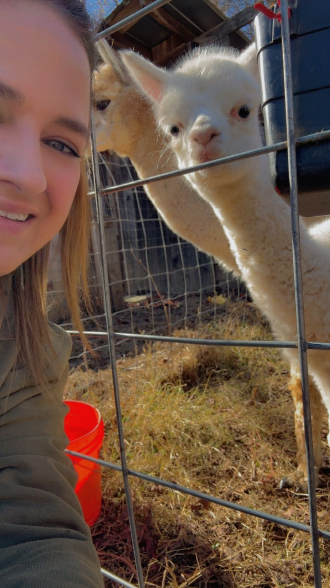 Carven Hills animals